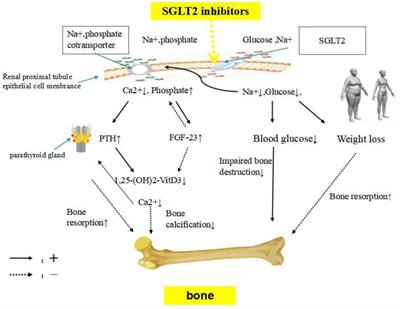 Effect of Sodium-Glucose Co-transporter 2 Inhibitors on Bone Metabolism and Fracture Risk